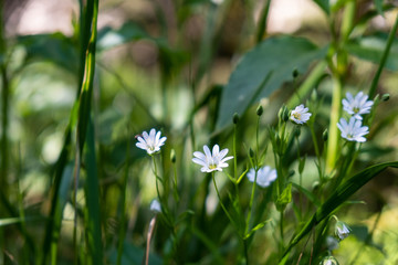 White little flowers in the grass