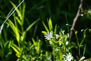 White little flowers in the grass