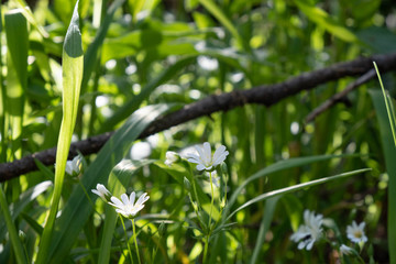 White little flowers in the grass