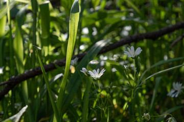 White little flowers in the grass