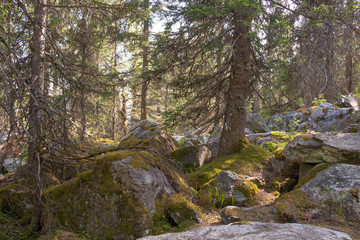 Climbing a mountain from a stone of a krumnik and coniferous trees. Wall mural