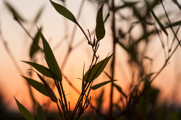 Closeup of bamboo leaves on sunset background