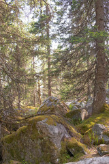 Fototapeta premium Climbing a mountain from a stone of a krumnik and coniferous trees. Wall mural