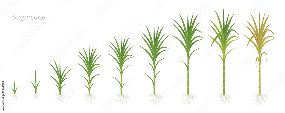 Wall mural crop stages of sugarcane. growing sugar cane plant used for sugar production. vector illustration an