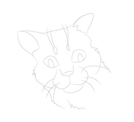 vector illustration cat portrait, lines, vector