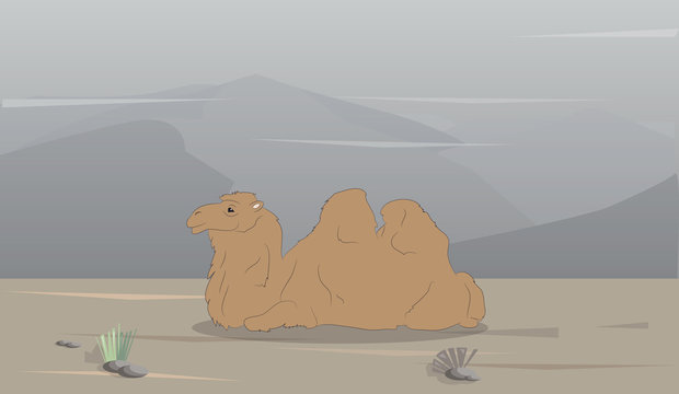 vector illustration of a camel that lies on nature