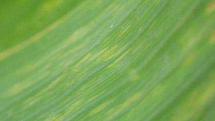 Blurred green banana leaf background