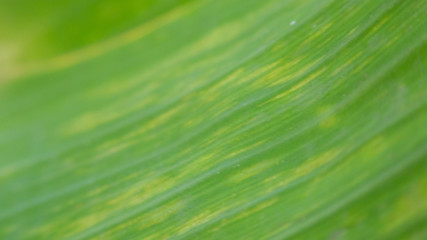 green banana leaves abstract background