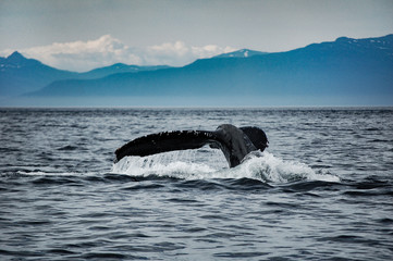 Fototapeta premium Amazing whale tail breaching water