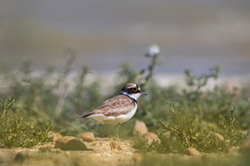 Little ringed plover in front of green vegetation on a beach
