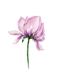 watercolor purple rose flower on white isolated background for use in design, cover, postcard