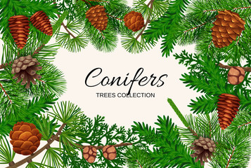 Conifers Trees Frame Composition