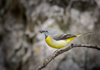 A sparrow
