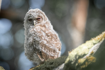 baby owl