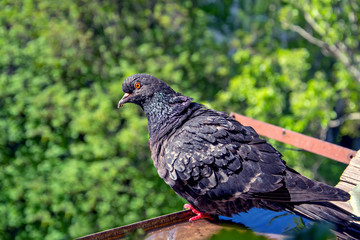 The curious pigeon sitting in a container of water and looking in camera