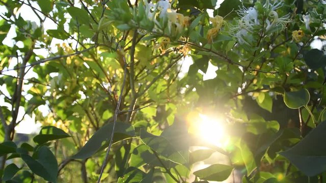 soleil et feuille