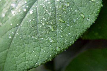 Droplets of water on the leaves