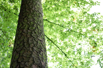 Beech tree with branches and sky in the background, copy space at the right side