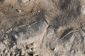 Two-part clear sand surface consists of wet sand and dry sand and curved edge between them. Wet sand closeup. Sea vacation background. Beach texture. Natural sandy backdrop. 