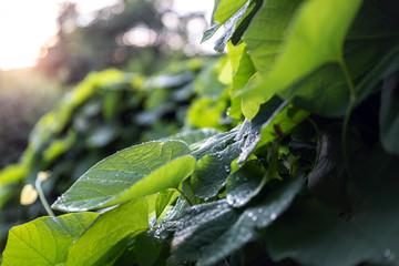 Green leaves in sunset light