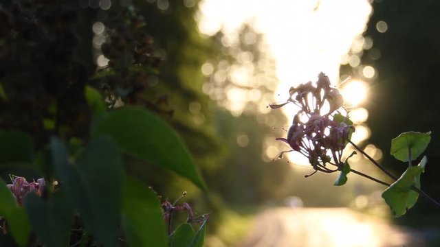 couch&eacute; soleil et fleur 