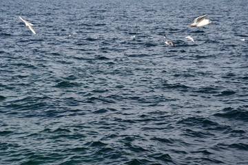 White seagulls are flying above blue sea water ripple surface of Black sea coast in Odessa Ukraine. Marine background. Tranquil seascape. Water surface texture.