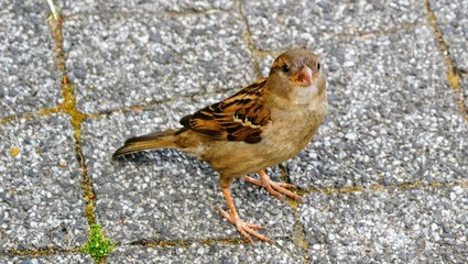The house sparrow (Passer domesticus) on the stone pavement