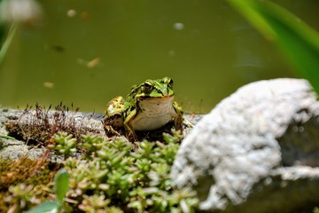Lake or Pool Frog (Pelophylax lessonae), Marsh frog (Pelophylax ridibundus), edible frog (Pelophylax esculentus) on the edge of the pond. Cute green frog resting on the shore of the pond