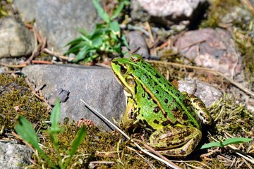 Cute green Pool Frog (Pelophylax lessonae), Marsh frog (Pelophylax ridibundus), edible frog (Pelophylax esculentus) in the grass
