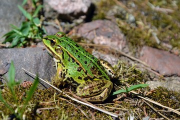 Cute green Pool Frog (Pelophylax lessonae), Marsh frog (Pelophylax ridibundus), edible frog (Pelophylax esculentus) in the grass
