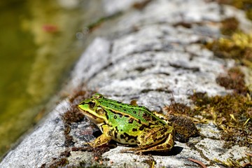 Lake or Pool Frog (Pelophylax lessonae), Marsh frog (Pelophylax ridibundus), edible frog (Pelophylax esculentus) on the edge of the pond. Cute green frog resting on the shore of the pond