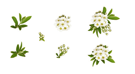 Set of spring spiraea flowers, buds, leaves and arrangements