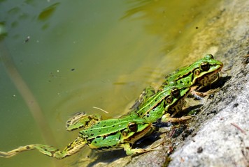 Three cute green frogs resting on the shore of the pond. Lake or Pool Frog (Pelophylax lessonae), Marsh frog (Pelophylax ridibundus), edible frog (Pelophylax esculentus) on the edge of the pond. 