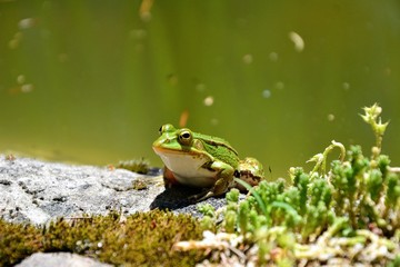 Lake or Pool Frog (Pelophylax lessonae), Marsh frog (Pelophylax ridibundus), edible frog (Pelophylax esculentus) on the edge of the pond. Cute green frog resting on the shore of the pond