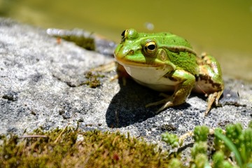 Lake or Pool Frog (Pelophylax lessonae), Marsh frog (Pelophylax ridibundus), edible frog (Pelophylax esculentus) on the edge of the pond. Cute green frog resting on the shore of the pond