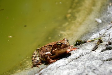 European common brown frog or common frog (Rana temporaria) or moor frog (Rana arvalis) on the edge of the pond. Brown frog resting on the shore of the pond