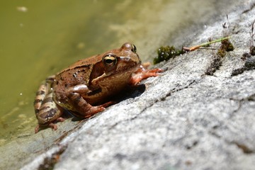 European common brown frog or common frog (Rana temporaria) or moor frog (Rana arvalis) on the edge of the pond. Brown frog resting on the shore of the pond