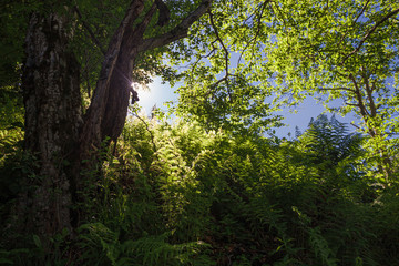 The sun's rays filter through the branches worthy trees in an alpine landscape.