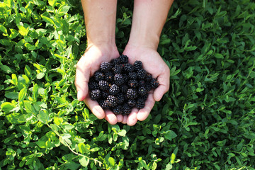 a handful of juicy blackberries in the hands on the background of green grass