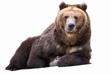 Poster Portrait of a brown bear isolated on white © TATIANA