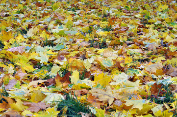 Multicolored maple leaves lie on the grass.