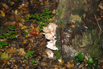 Fungus on Tree