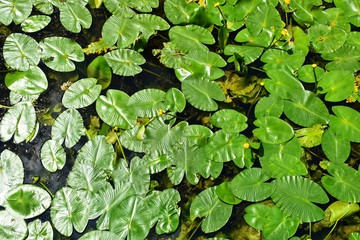 Lily pads on pine 