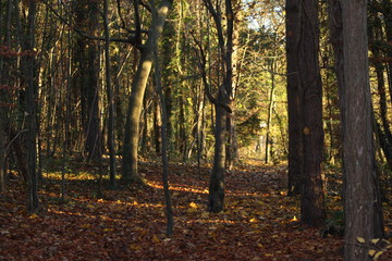 English Woodland