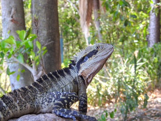 Water Dragon in Australia