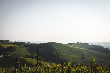 Italian vineyard landscape in the north of italy