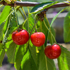 Ripe beautiful sweet cherry on a tree branch close up. Cherry tree.