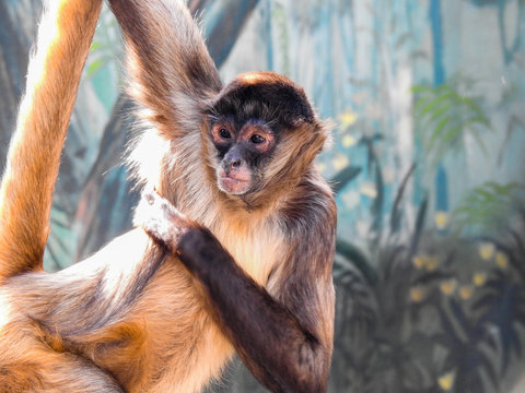 Blonde and Brown Spider Monkey Hanging by its Arm