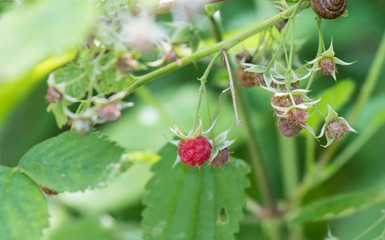 Alto Adige, Val Pusteria, Tirolo