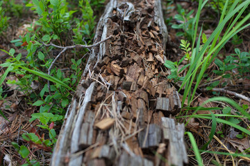 Abstract background with felled wood